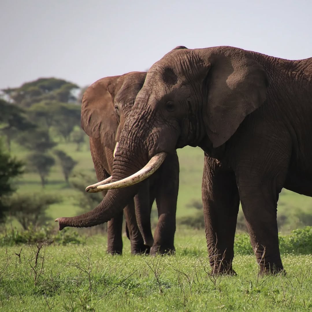 Oloika Africa Safaris